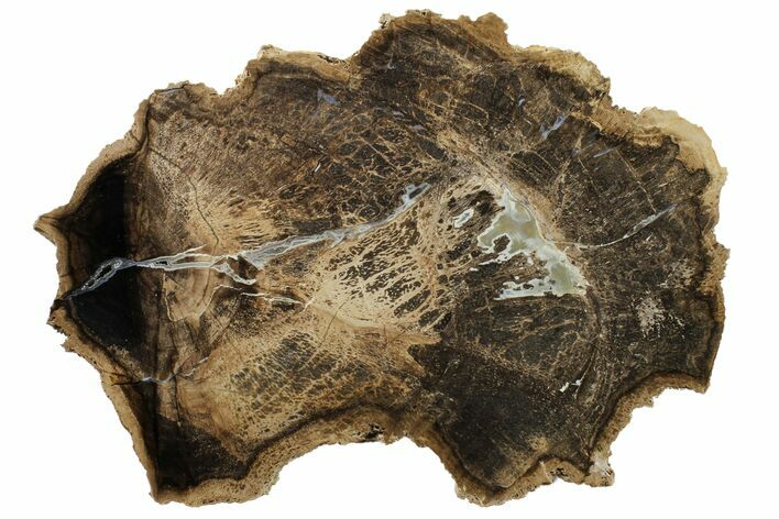 Polished Petrified Tropical Hardwood Round - Texas #163718